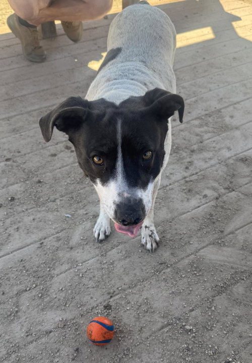 LILO - English Pointer / Australian Cattle Dog/Blue Heeler available for adoption