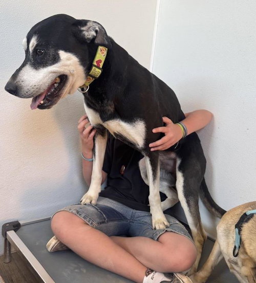 CRACKLE AND FIZZ - Pug / Border Collie available for adoption