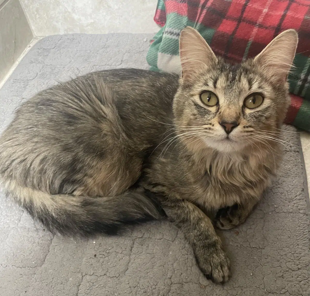 Rosie - Tabby