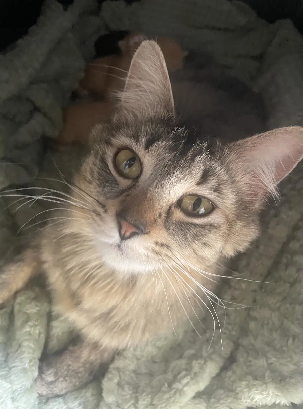 Rosie image 2