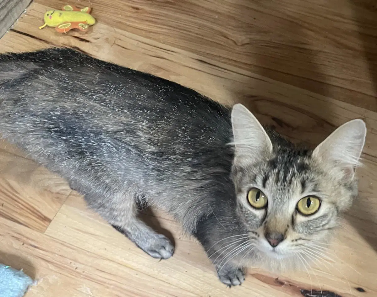 Rosie image 4