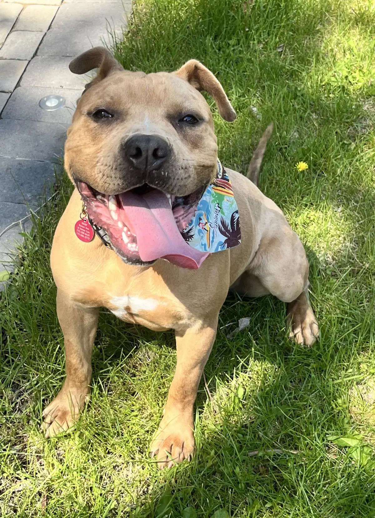 August Aka Auggie - Pit Bull Terrier