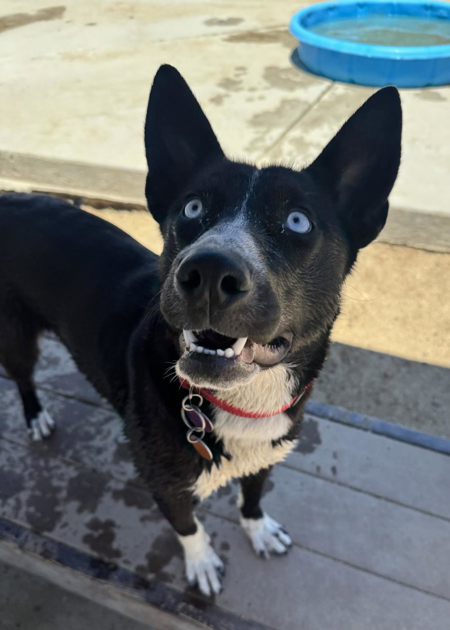 Elsa