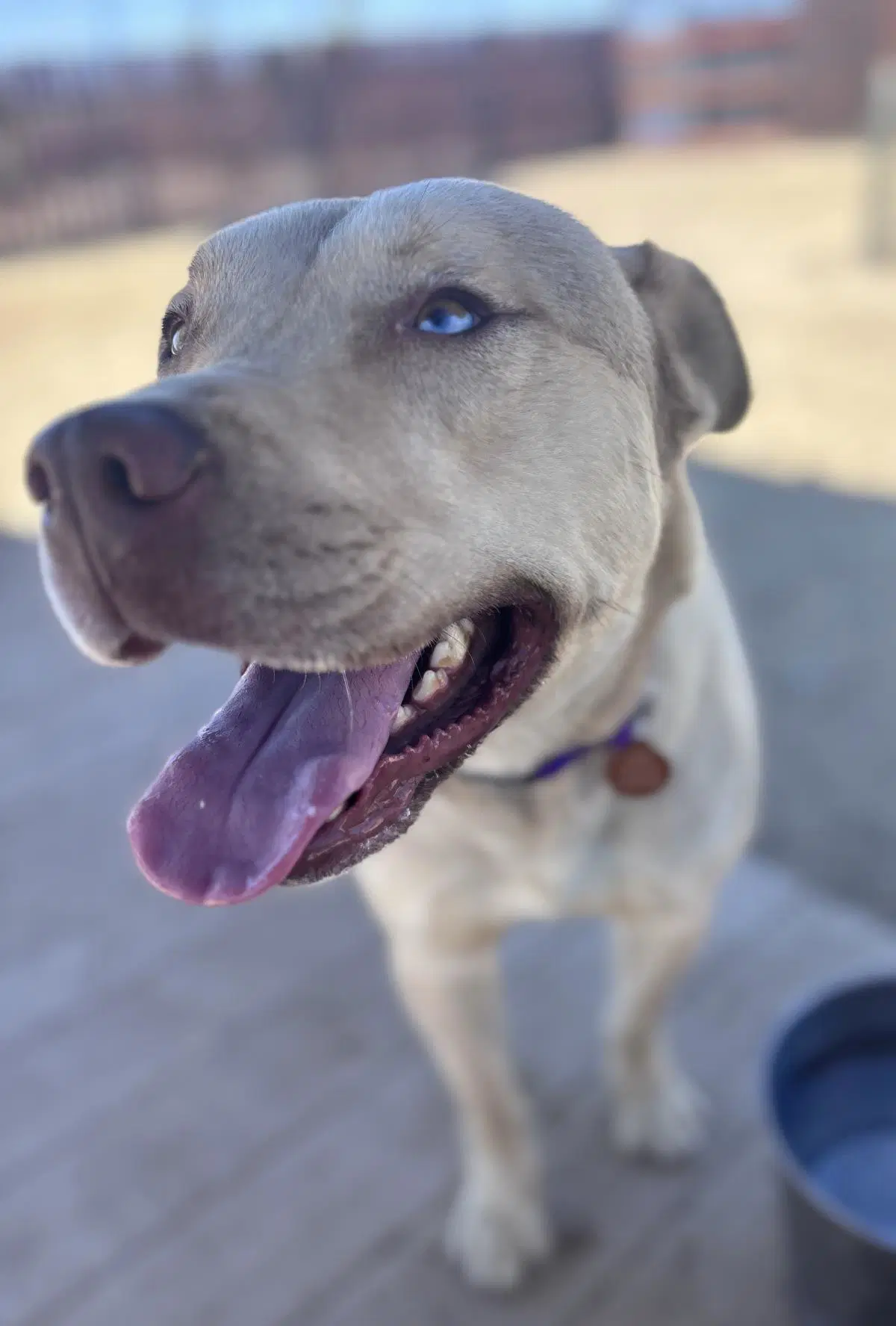 Marty - Pit Bull Terrier