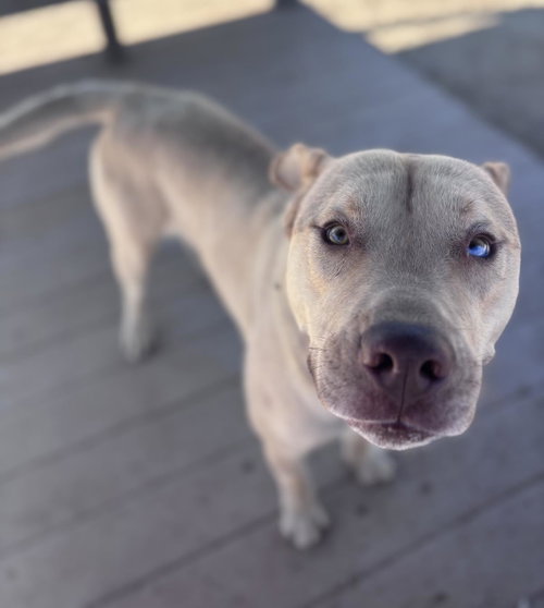 MARTY - Pit Bull Terrier / Husky available for adoption