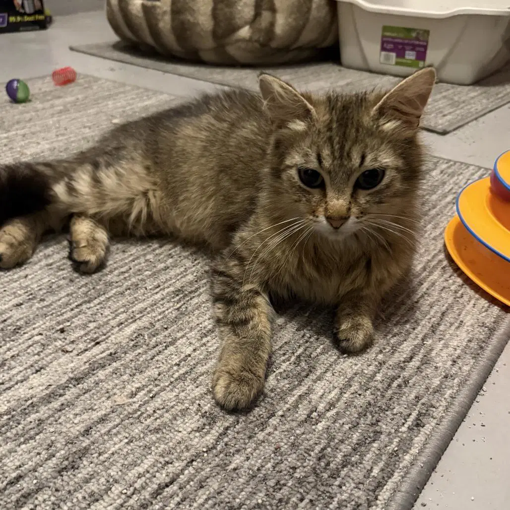 Frankie - Tabby