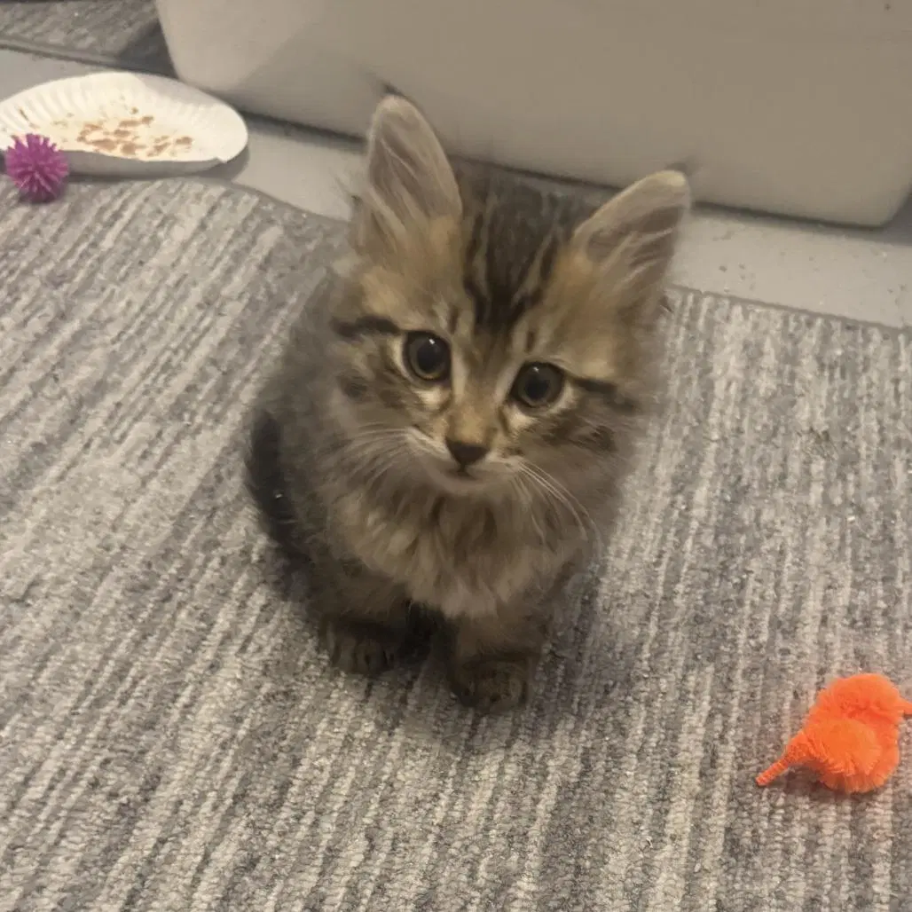 Kevin - Tabby