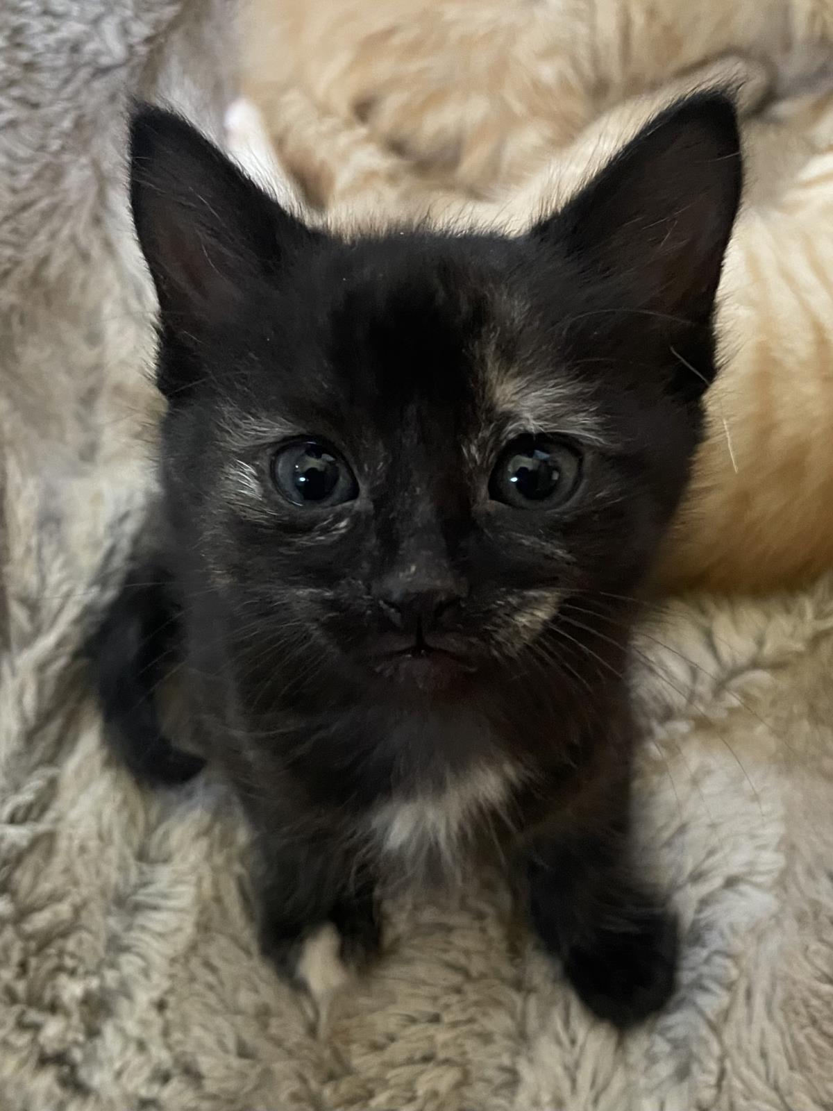 Pixie