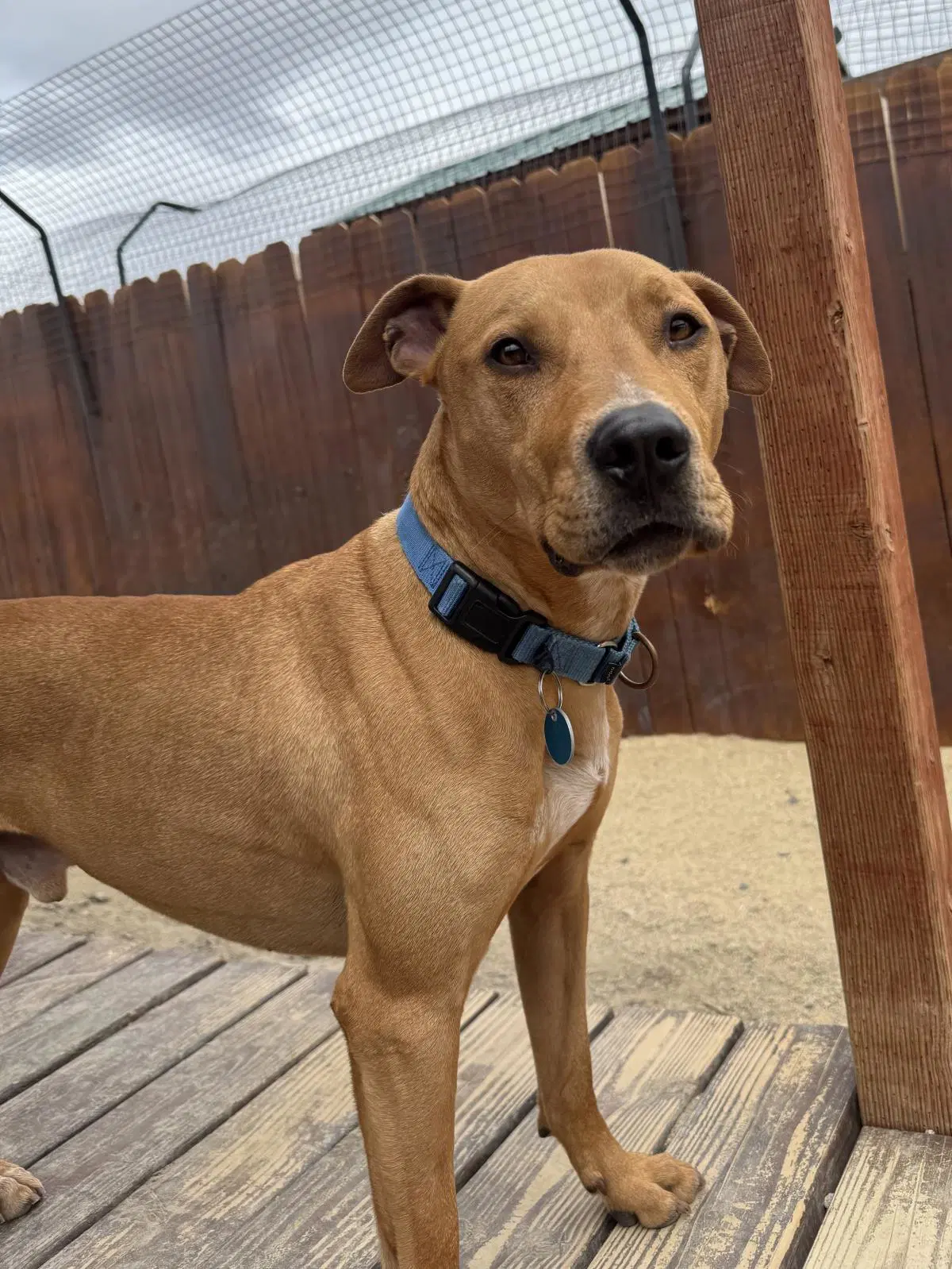 Axel - Pit Bull Terrier