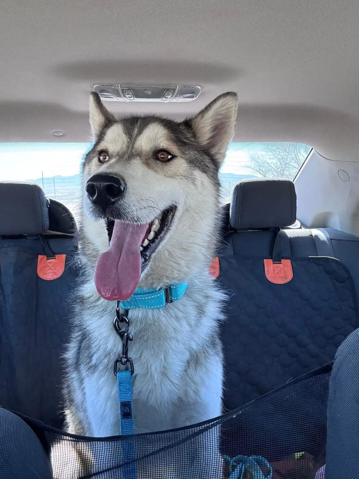 Otto - Husky