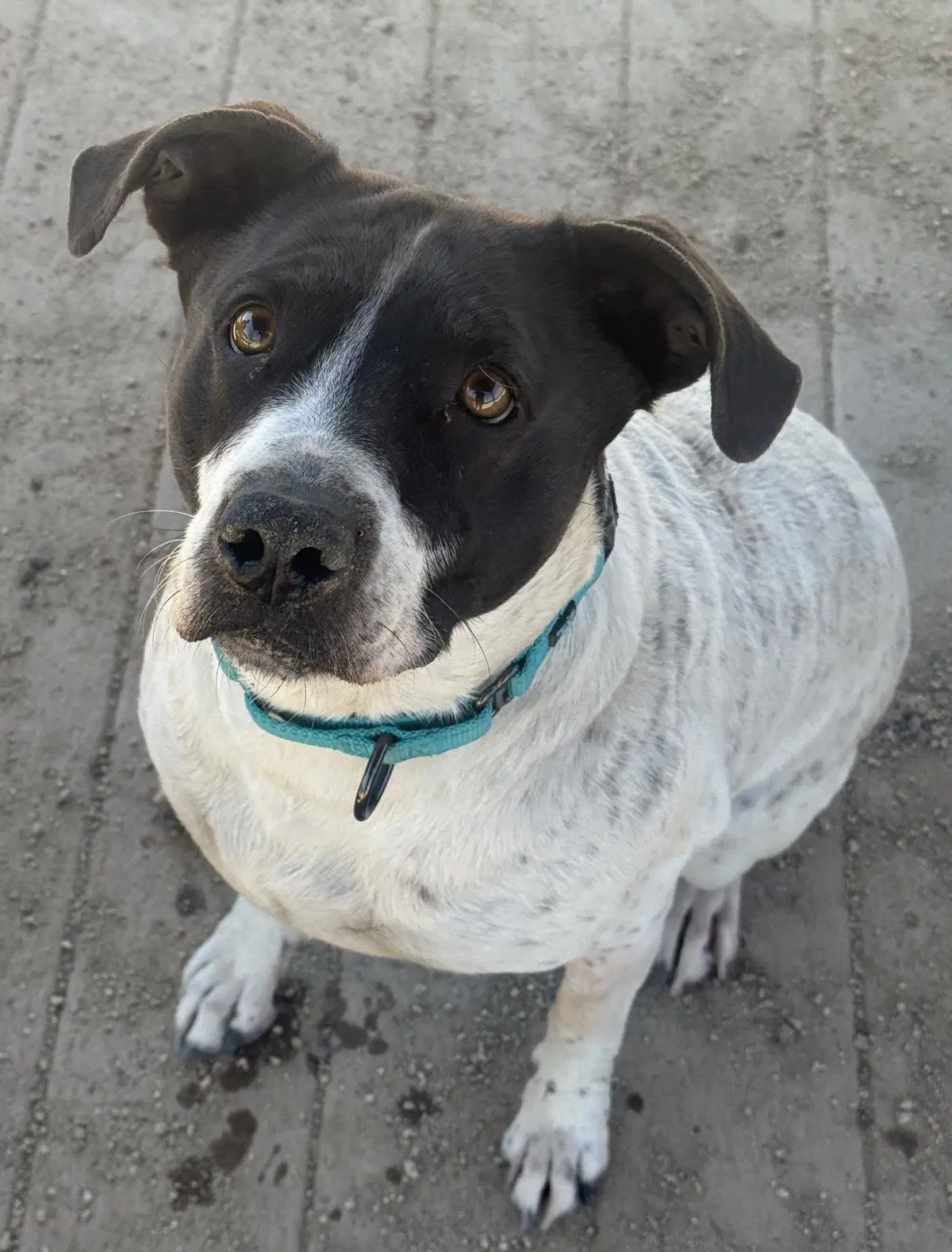 Lilo - Cattle Dog