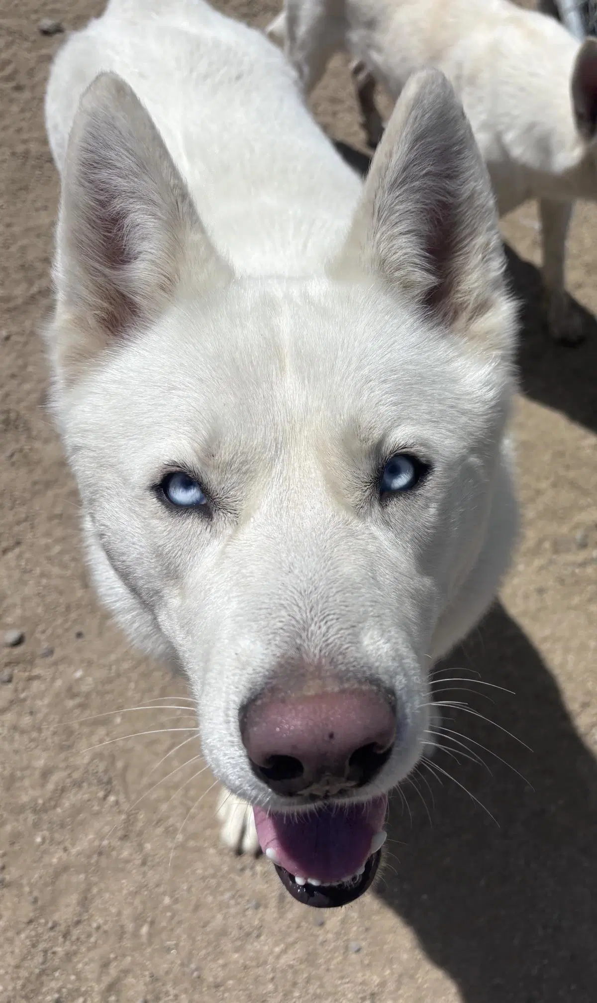 Ghost - Husky