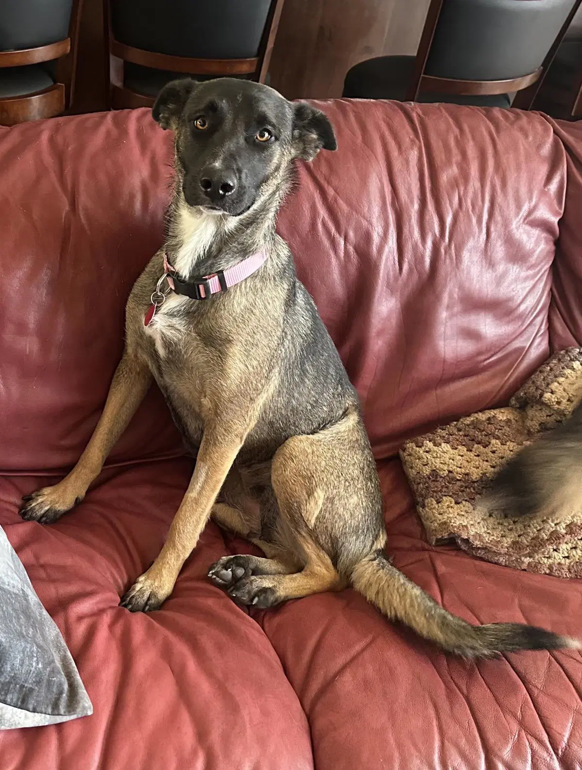 Maggie May - German Shepherd Dog