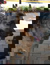 Athena 5449