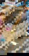 Athena 5449