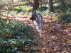 Sheba 5473