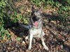 Sheba 5473