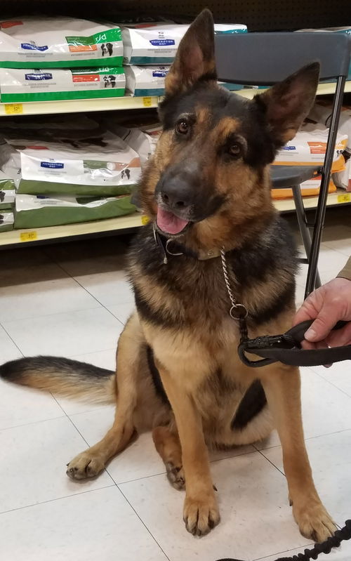 Sheba 5278