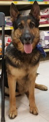 Sheba 5278