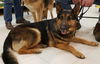Sheba 5278