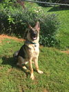 Gunny 5486