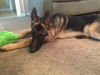 Gunny 5486
