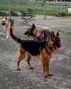 Arlo 4762