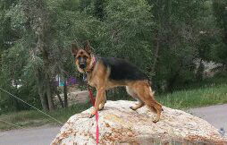 Shiloh 4771