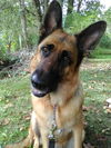 Shiloh 4771
