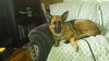 Shiloh 4771