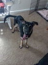 Allie 4275