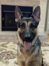 Duke 4568