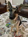 Duke 4568