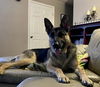 Duke 4568