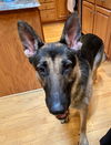 Duke 4568
