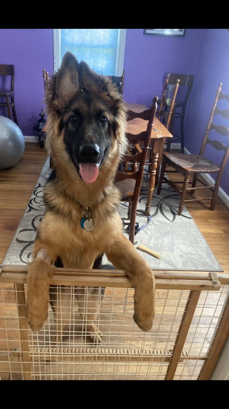 Curly haired sale german shepherd