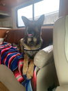 Josie (Courtesy Listing)