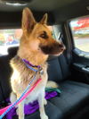 Trixie 3835