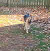 Trixie 3835
