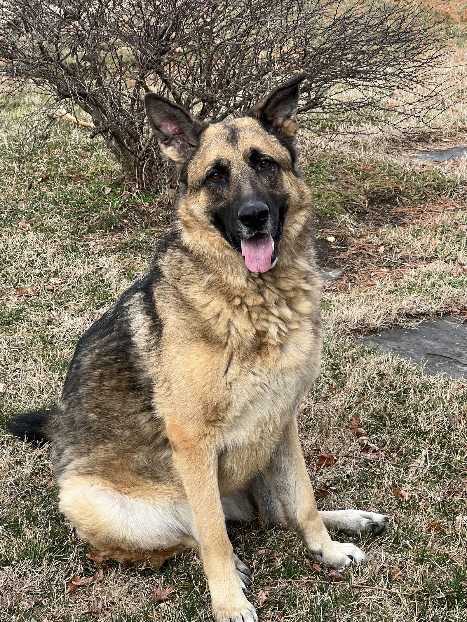 German shepherd ki sales photo