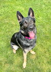 Izzy 4900
