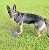 Izzy 4900