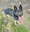 Izzy 4900