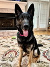 Izzy 4900