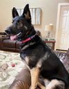 Izzy 4900