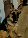 Sophie 4296