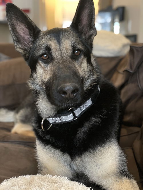 Sheba 6054