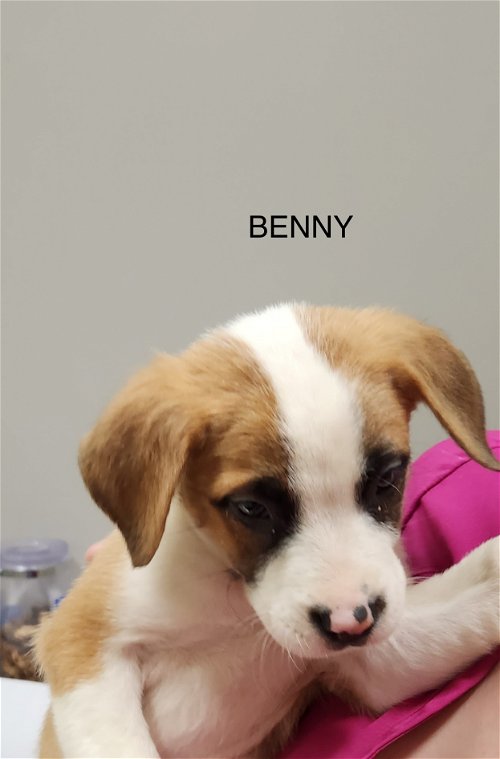 Benny 6258
