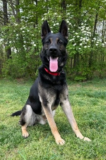 Old German European German Shepherd Puppies German Shepherd Puppy