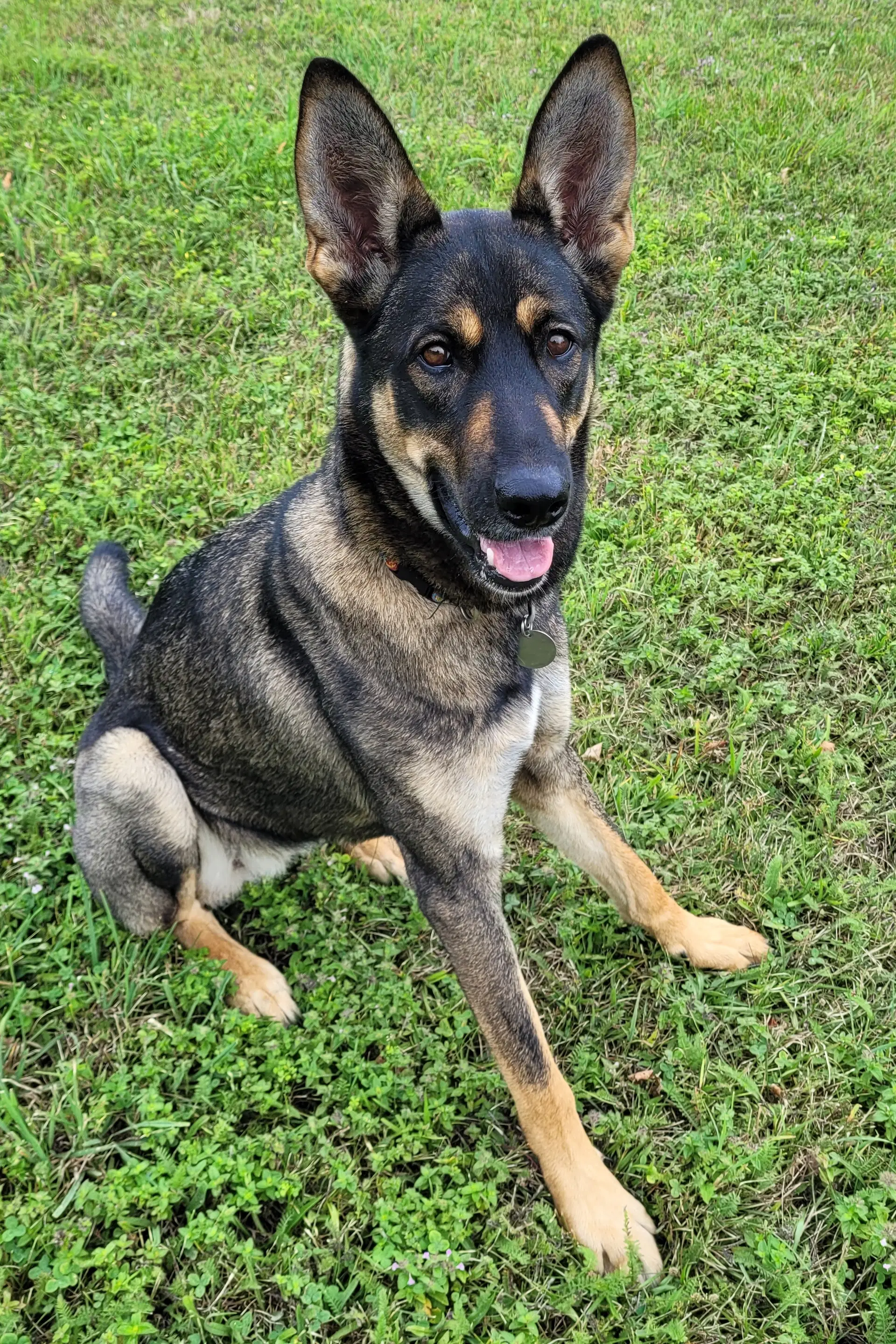 Lady Raspberry - German Shepherd Dog